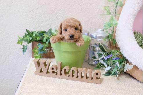 成約済の滋賀県のトイプードル-119994の3枚目