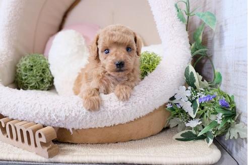 成約済の滋賀県のトイプードル-119994の2枚目