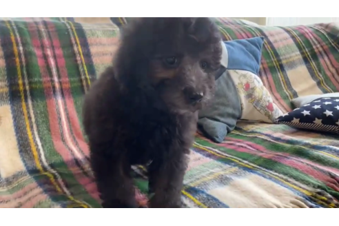 成約済の石川県のトイプードル-121607の1枚目