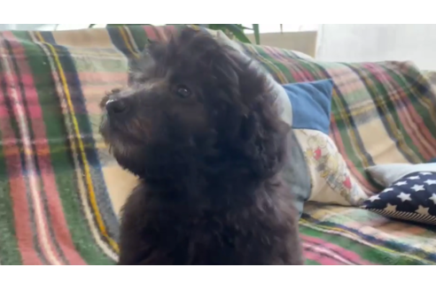 成約済の石川県のトイプードル-121607の3枚目