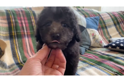 成約済の石川県のトイプードル-121607の2枚目