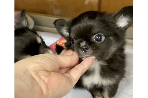 成約済の神奈川県のチワワ(ロングコート)-117362の10枚目