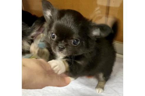 成約済の神奈川県のチワワ(ロングコート)-117362の8枚目