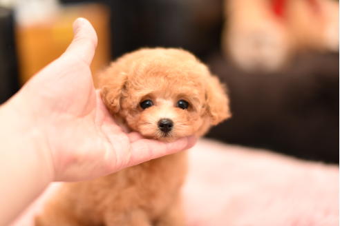 成約済の茨城県のティーカッププードル-120894の1枚目
