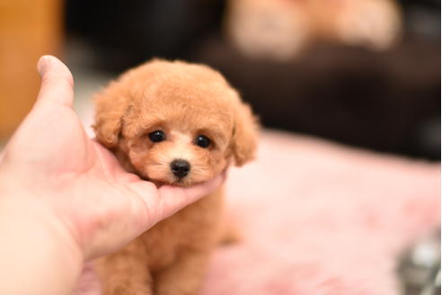 成約済の茨城県のティーカッププードル-120894の6枚目