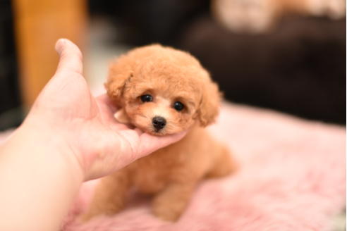 成約済の茨城県のティーカッププードル-120894の5枚目