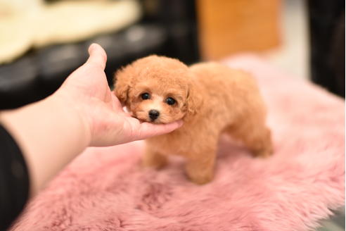 成約済の茨城県のティーカッププードル-120894の4枚目