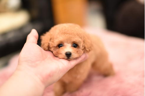 成約済の茨城県のティーカッププードル-120894の3枚目