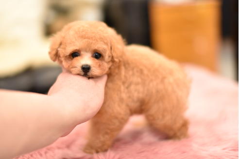 成約済の茨城県のティーカッププードル-120894の2枚目