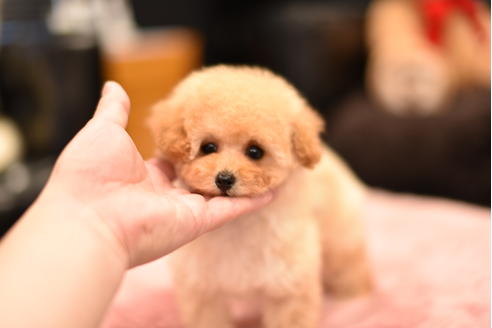 成約済の茨城県のティーカッププードル-120893の1枚目