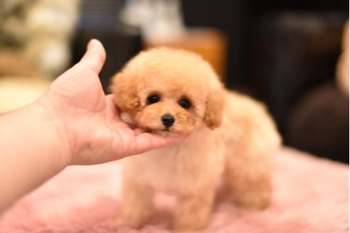 成約済の茨城県のティーカッププードル-120893の6枚目