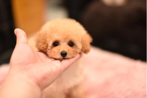 成約済の茨城県のティーカッププードル-120893の5枚目