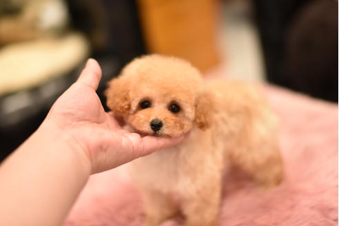 成約済の茨城県のティーカッププードル-120893の4枚目