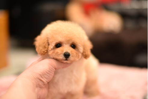 成約済の茨城県のティーカッププードル-120893の2枚目