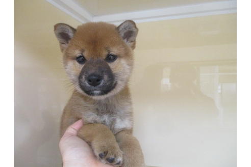 成約済の岡山県の柴犬-121671