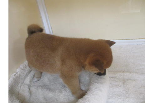 成約済の岡山県の柴犬-121671の5枚目