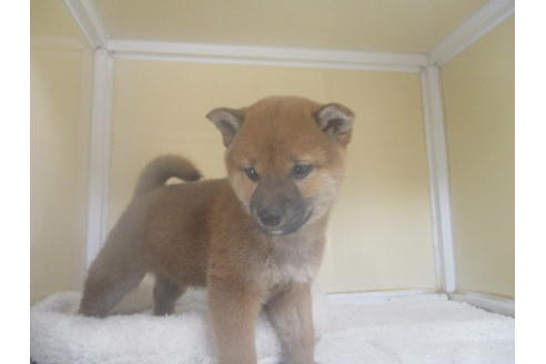 成約済の岡山県の柴犬-121671の4枚目