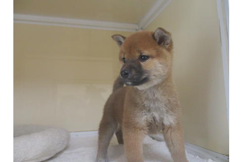 成約済の岡山県の柴犬-121671の3枚目