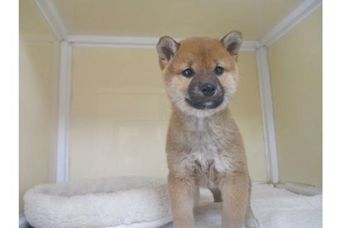成約済の岡山県の柴犬-121671の2枚目