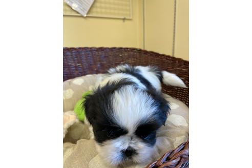 成約済の愛知県のミックス犬-121689の4枚目