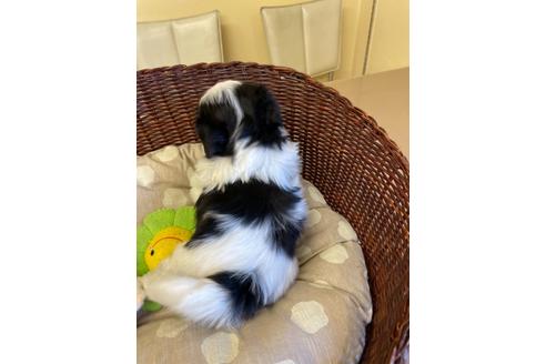 成約済の愛知県のミックス犬-121689の1枚目