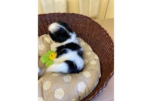 成約済の愛知県のミックス犬-121689の2枚目