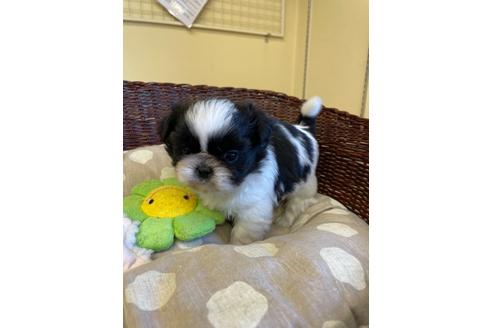 成約済の愛知県のミックス犬-121690の4枚目