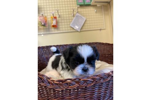 成約済の愛知県のミックス犬-121690の1枚目
