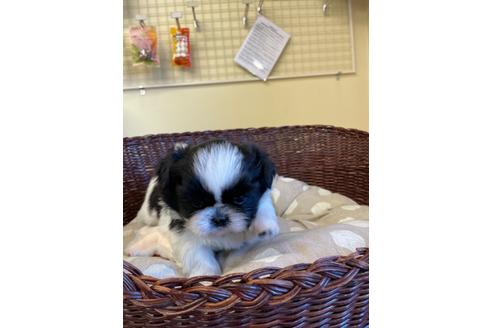 成約済の愛知県のミックス犬-121690の3枚目