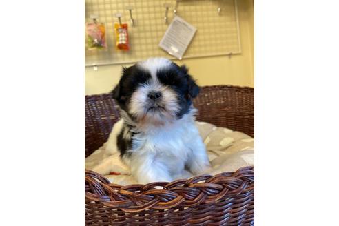成約済の愛知県のミックス犬-121690の2枚目