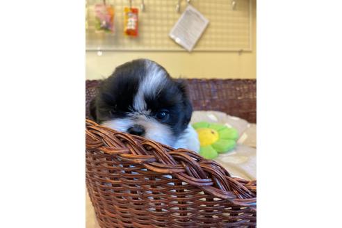 成約済の愛知県のミックス犬-121691の5枚目