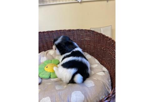 成約済の愛知県のミックス犬-121691の4枚目