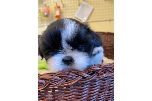 成約済の愛知県のミックス犬-121691の1枚目