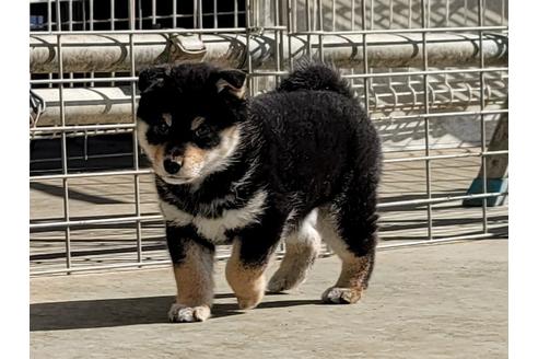 成約済の埼玉県の柴犬-119963の5枚目