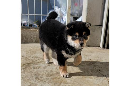 成約済の埼玉県の柴犬-119963の3枚目