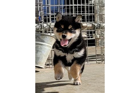 成約済の埼玉県の柴犬-119963の2枚目