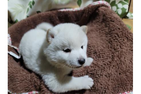 成約済の千葉県の柴犬-119364の1枚目