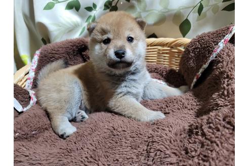 成約済の千葉県の柴犬-119363の1枚目