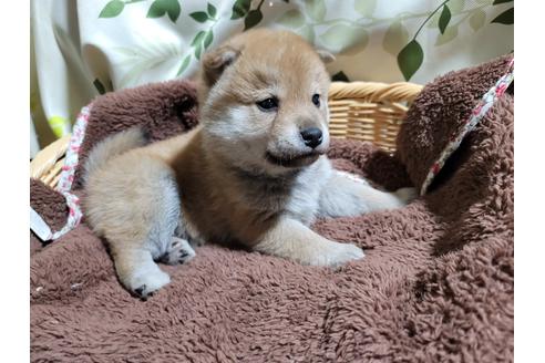 成約済の千葉県の柴犬-119363の2枚目