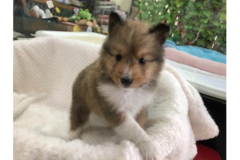 成約済の京都府のシェットランドシープドッグ(シェルティ)-121759の4枚目