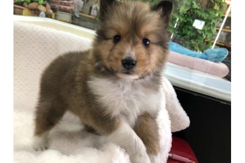 成約済の京都府のシェットランドシープドッグ(シェルティ)-121759