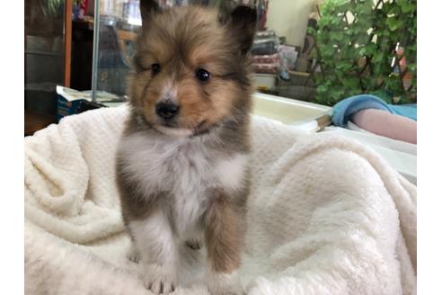 成約済の京都府のシェットランドシープドッグ(シェルティ)-121759の2枚目