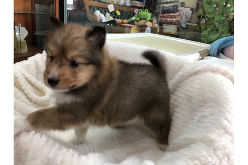 成約済の京都府のシェットランドシープドッグ(シェルティ)-121759の3枚目