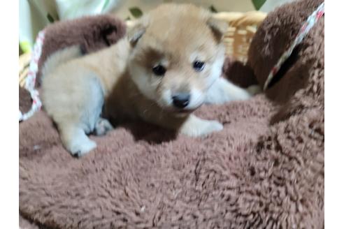 成約済の千葉県の柴犬-119362