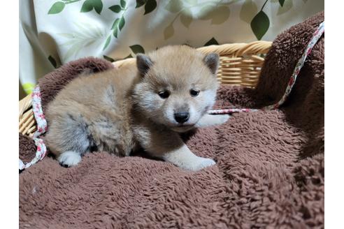 成約済の千葉県の柴犬-119362の2枚目