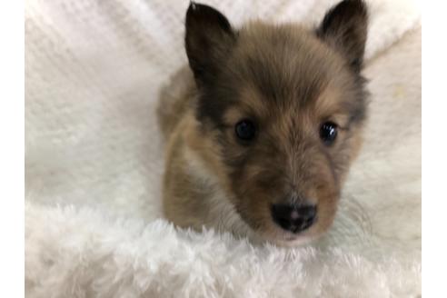 成約済の京都府のシェットランドシープドッグ(シェルティ)-121760の5枚目