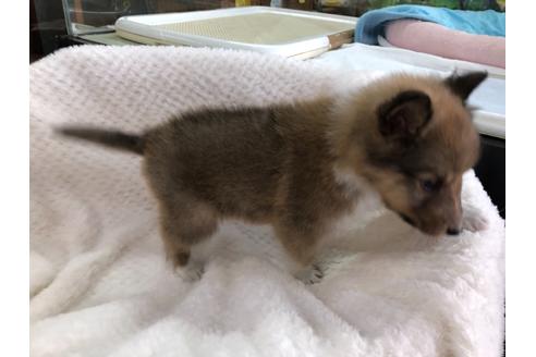 成約済の京都府のシェットランドシープドッグ(シェルティ)-121760の6枚目