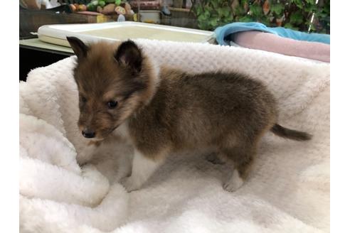 成約済の京都府のシェットランドシープドッグ(シェルティ)-121760の3枚目