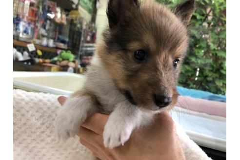 成約済の京都府のシェットランドシープドッグ(シェルティ)-121760