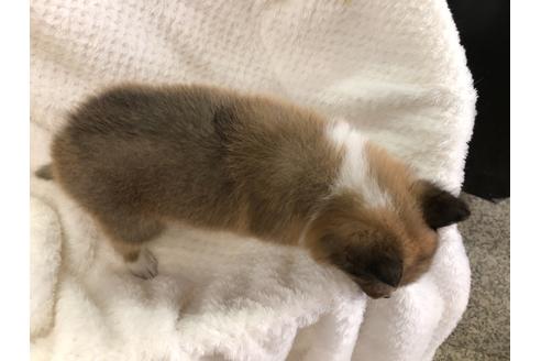 成約済の京都府のシェットランドシープドッグ(シェルティ)-121760の4枚目